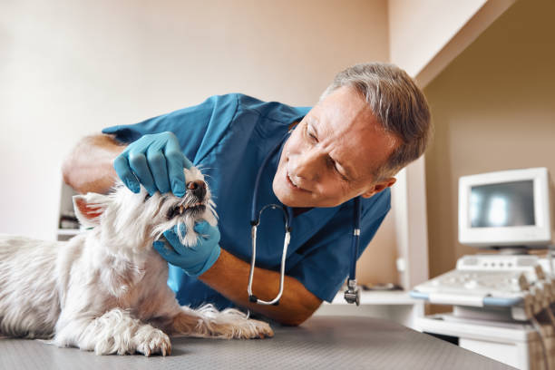 Best Emergency Dental Care for Abscessed Tooth in Sage, CA